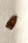 Ditula angustiorana