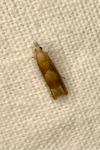 Eucosma conterminana