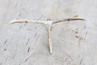 Emmelina monodactyla