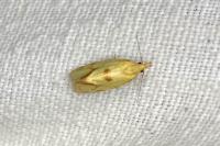 Agapeta hamana