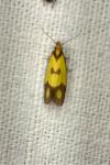 Agapeta zoegana