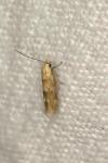 Mompha epilobiella
