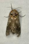 Cossus cossus