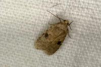 Agonopterix propinquella