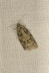 Cnephasia