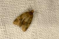 Epagoge grotiana