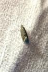 Cydia splendana