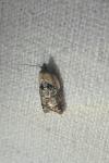 Acleris variegana
