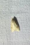 Clepsis spectrana