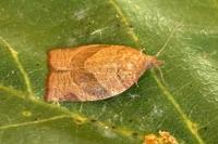 Pandemis heparana