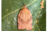 Pandemis heparana