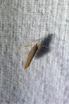 Crassa unitella