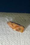 Ditula angustiorana