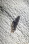 Blastobasis glandulella