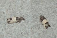 Spilonota ocellana