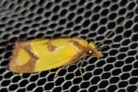 Agapeta zoegana