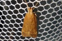Helcystogramma lutatella