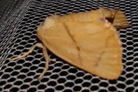 Apoda limacodes