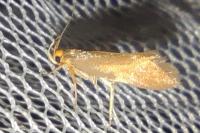 Crassa unitella