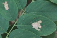 Parectopa robiniella