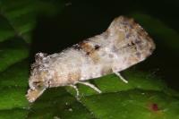 Neocochylis molliculana