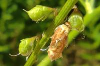 Coleophora trifolii