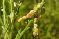 Coleophora trifolii