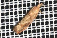 Epinotia solandriana