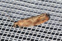 Epinotia solandriana