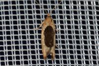 Epinotia solandriana