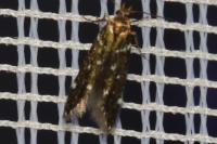 Argolamprotes micella