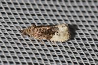 Hedya nubiferana