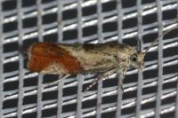 Epinotia cruciana