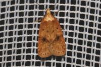 Agonopterix angelicella