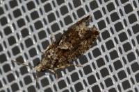 Zeiraphera isertana