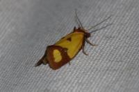 Agapeta zoegana