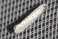 Yponomeuta evonymella