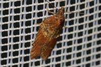 Acleris