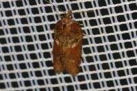 Acleris