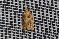 Archips xylosteana