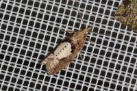 Epinotia brunnichana