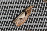 Epinotia brunnichana