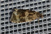 Celypha lacunana