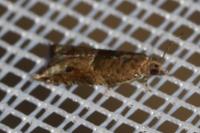 Rhopobota naevana
