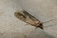 Epinotia signatana