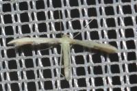 Adaina microdactyla