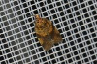 Epagoge grotiana