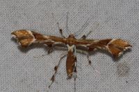 Cnaemidophorus rhododactylus