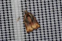 Archips podana
