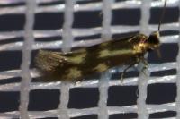 Bucculatrix nigricomella